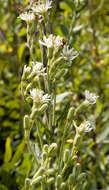 Image de Prenanthes aspera