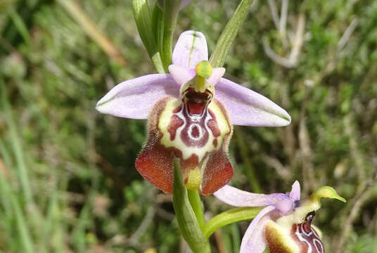 Image of Ophrys fuciflora subsp. candica E. Nelson ex Soó