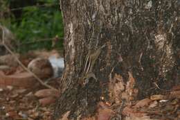 Image of Funambulus subgen. Prasadsciurus Moore & Tate 1965