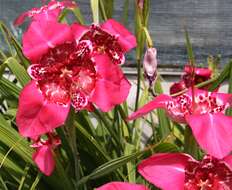 Image of peacock flower