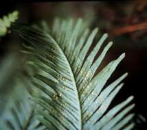 Image de Sticherus flabellatus (R. Br.) H. St. John