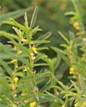 Sivun Chamaecrista nictitans var. aspera (Elliott) Torr. & A. Gray kuva