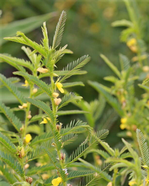 Sivun Chamaecrista nictitans var. aspera (Elliott) Torr. & A. Gray kuva