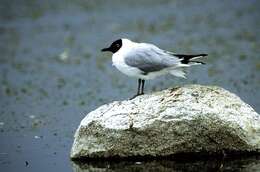 Image of Hooded gulls