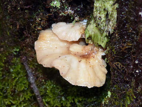 Image of Ryvardenia campyla (Berk.) Rajchenb. 1994