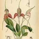 Image of Masdevallia caudata Lindl.