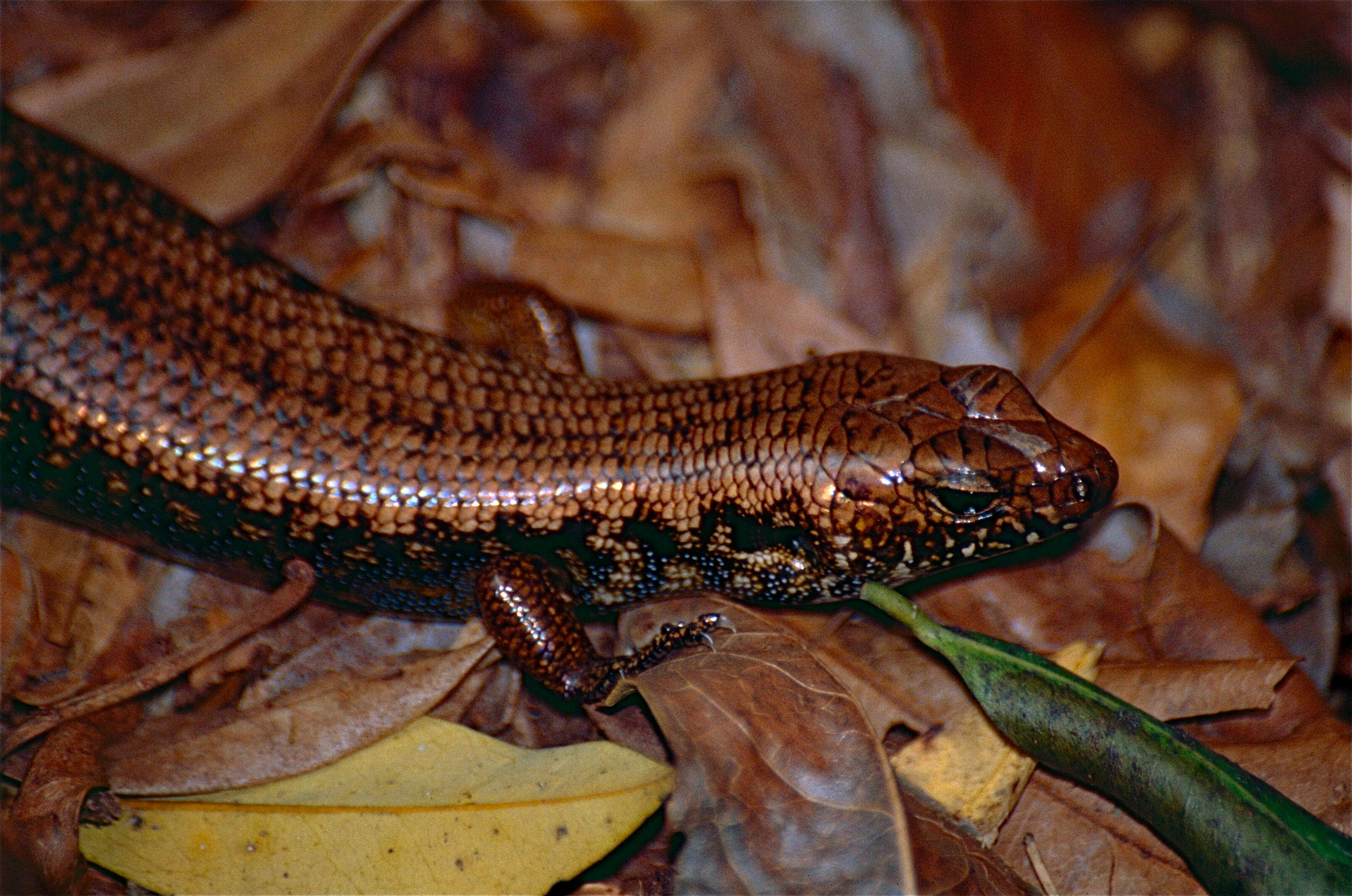 Image of Silvascincus