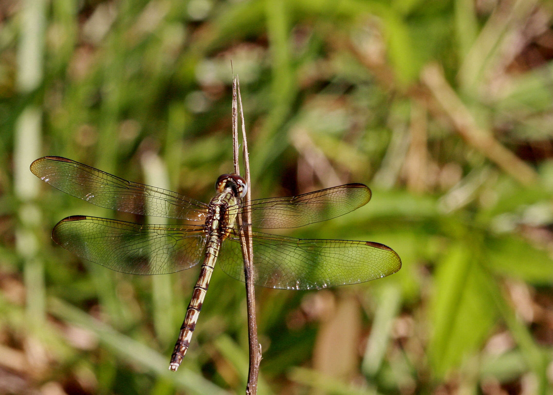 Sivun Erythrodiplax umbrata (Linnaeus 1758) kuva