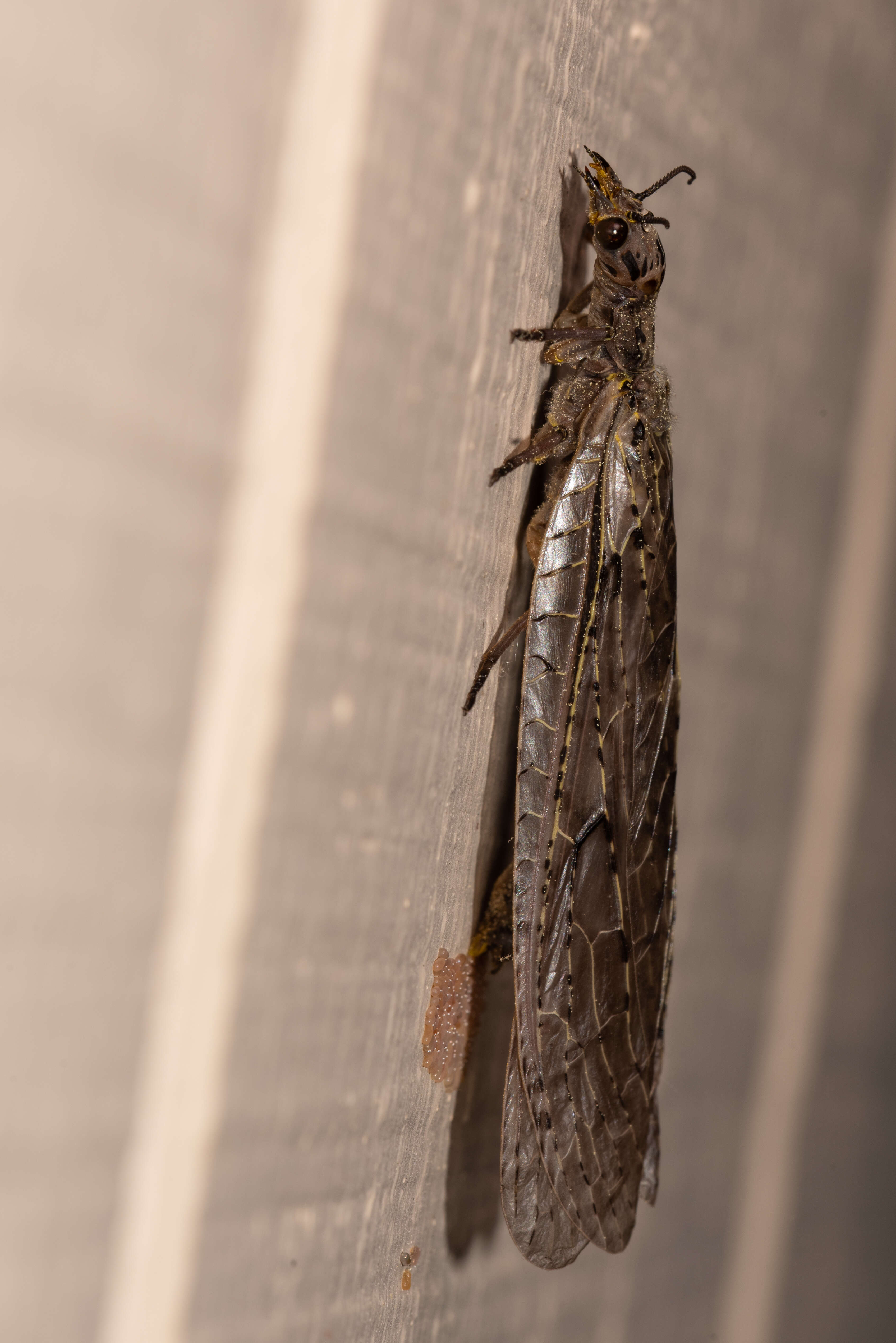 Image of dobsonflies and fishflies