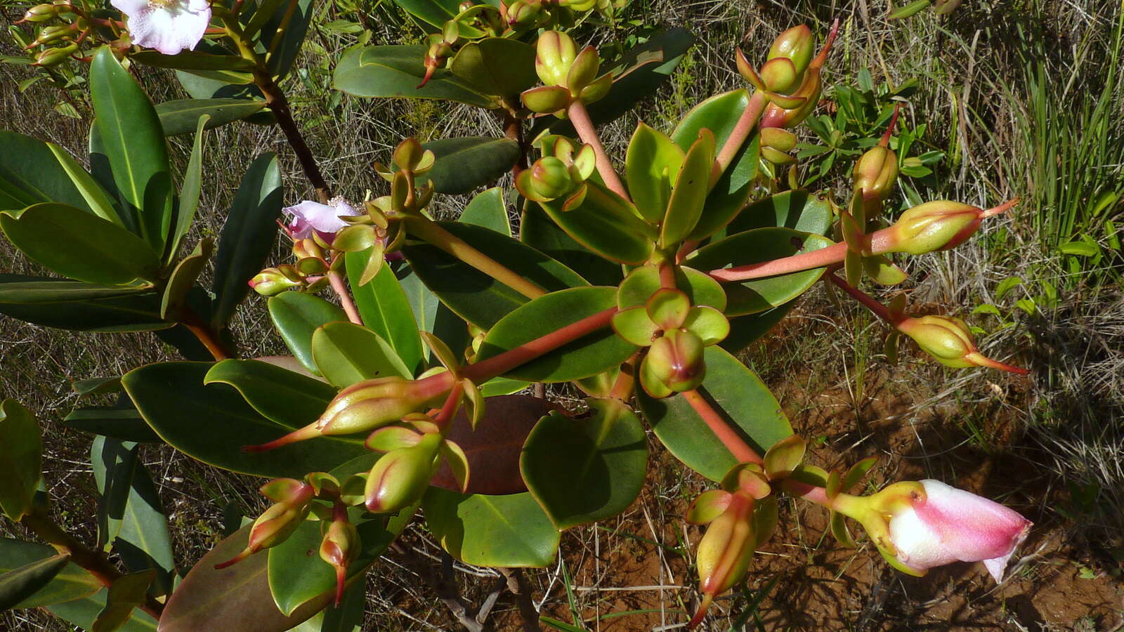 Imagem de Bonnetia stricta (Nees) Mart.