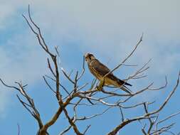 Image of Lanner Falcon