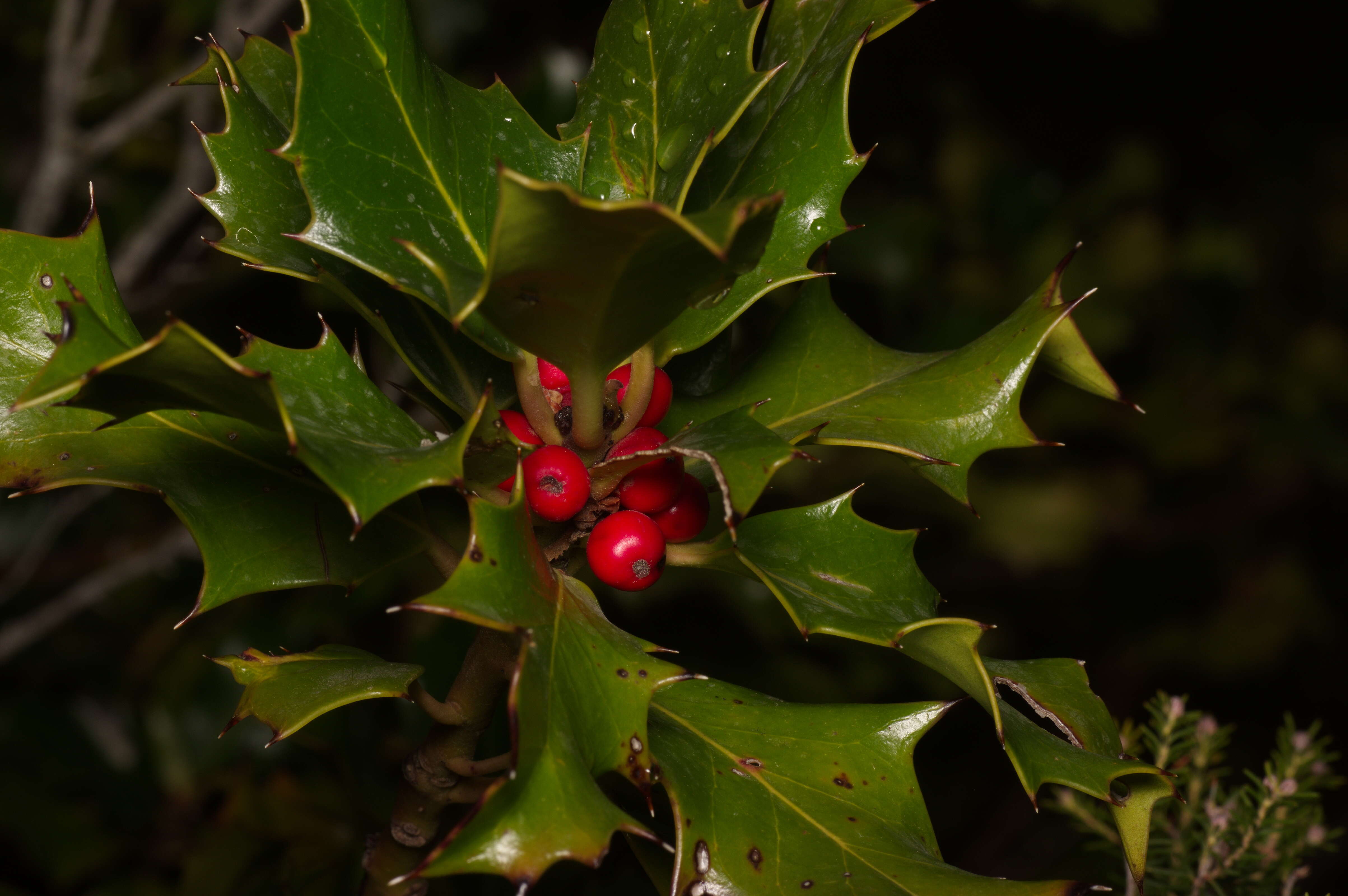 Image of English holly