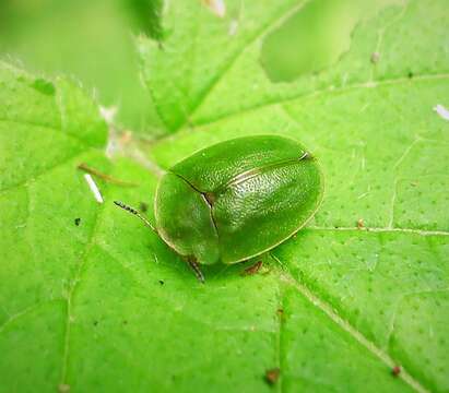 Image of Cassida (Odontionycha) viridis Linnaeus 1758