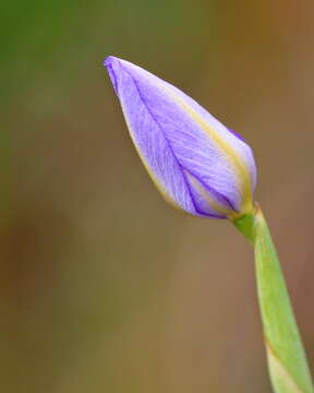 Image of fallflowering pleatleaf