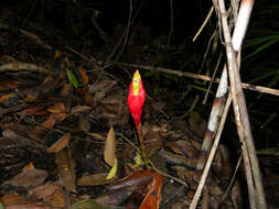 Image of Costus stenophyllus Standl. & L. O. Williams