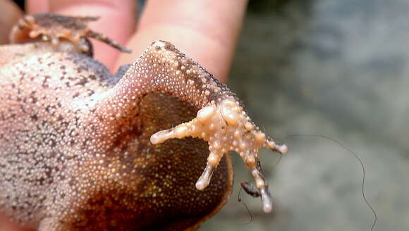 Image of Proceratophrys Miranda-Ribeiro 1920