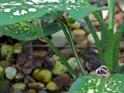 Image of Beautiful Bronzeback Tree Snake