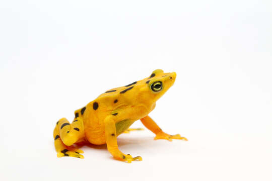 Image of harlequin frogs