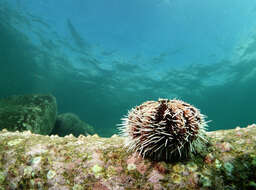 Image of Collector urchin