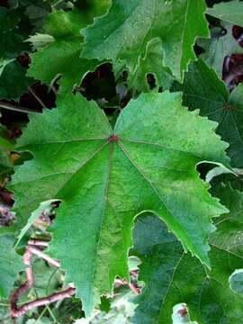 Image of Mokulei rosemallow