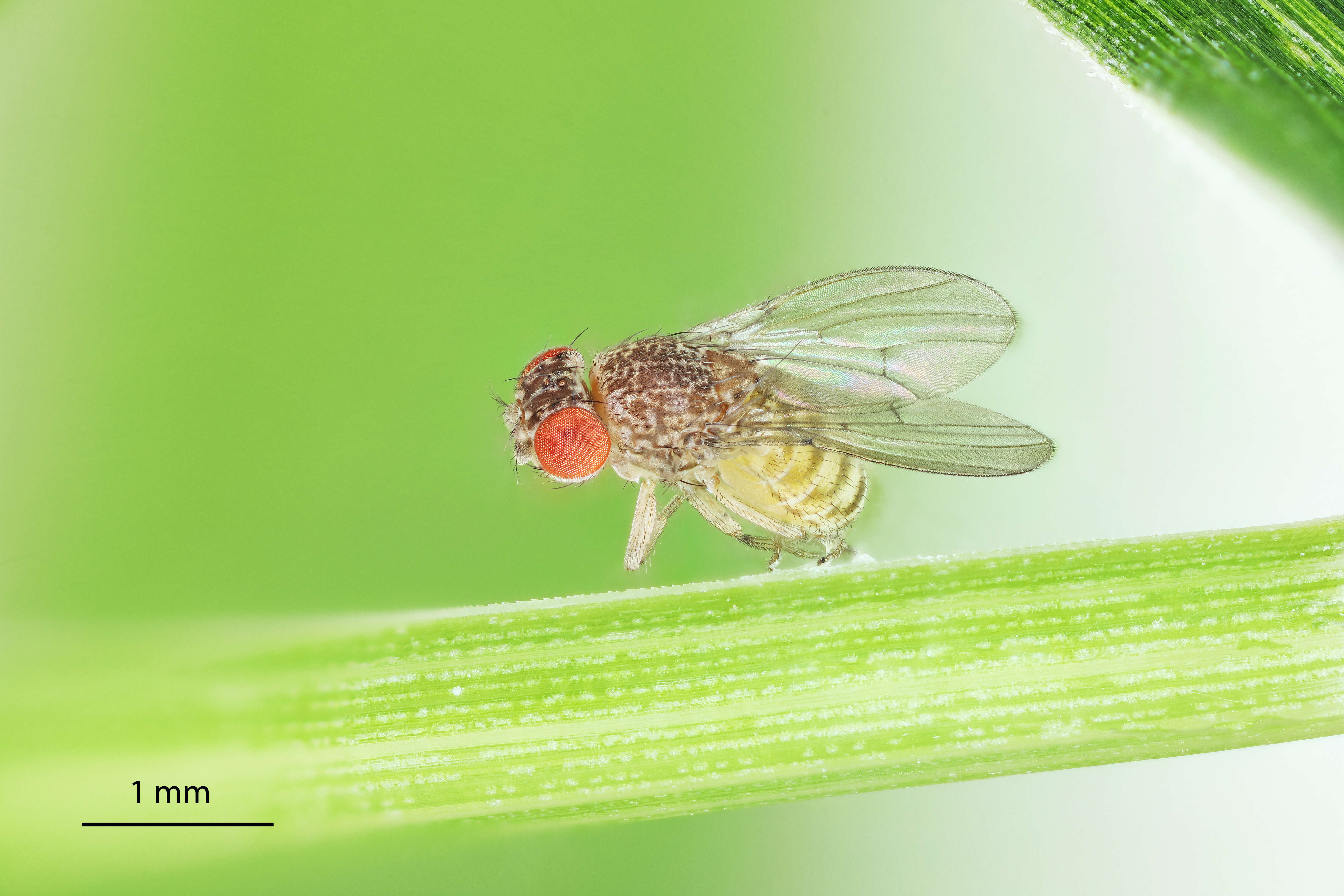 Image of fruit fly