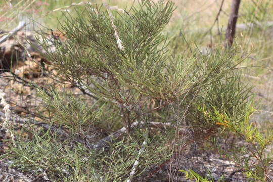 Image of <i>Sauropus elachophyllus</i>