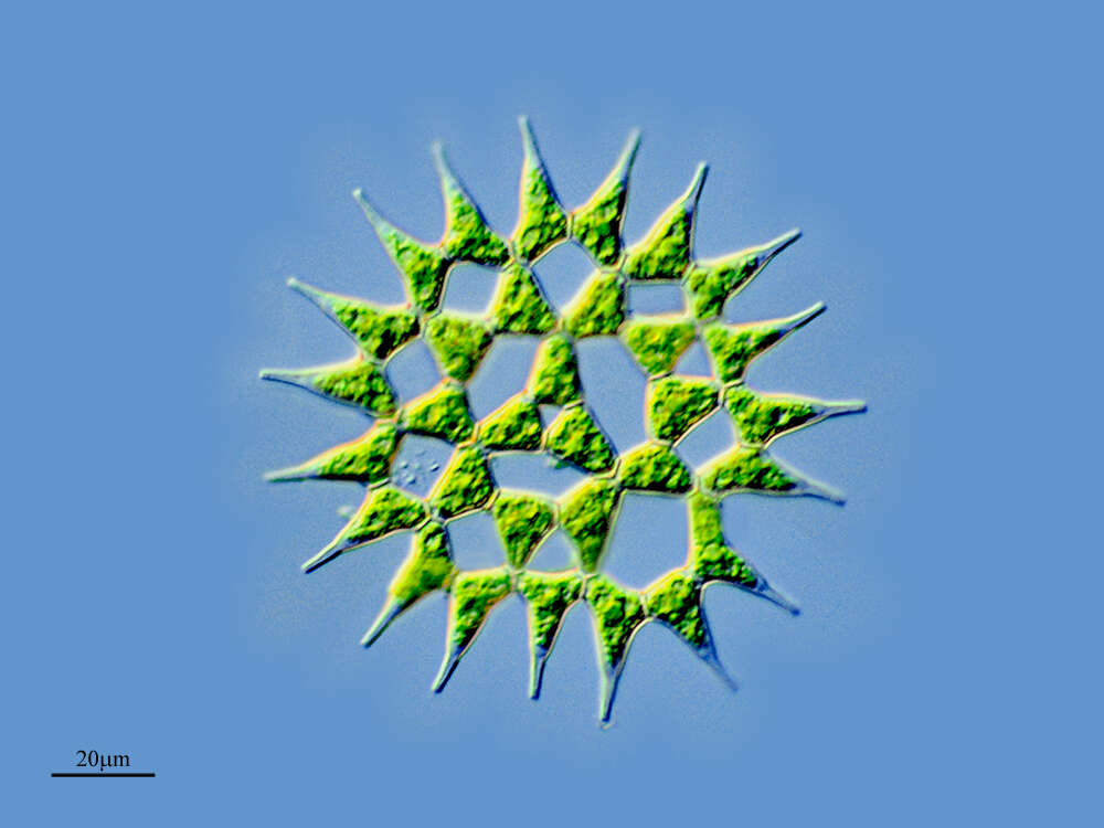 Image of Pediastrum