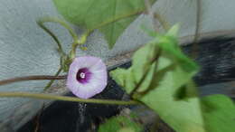 Image of Ipomoea cynanchifolia Meisn.