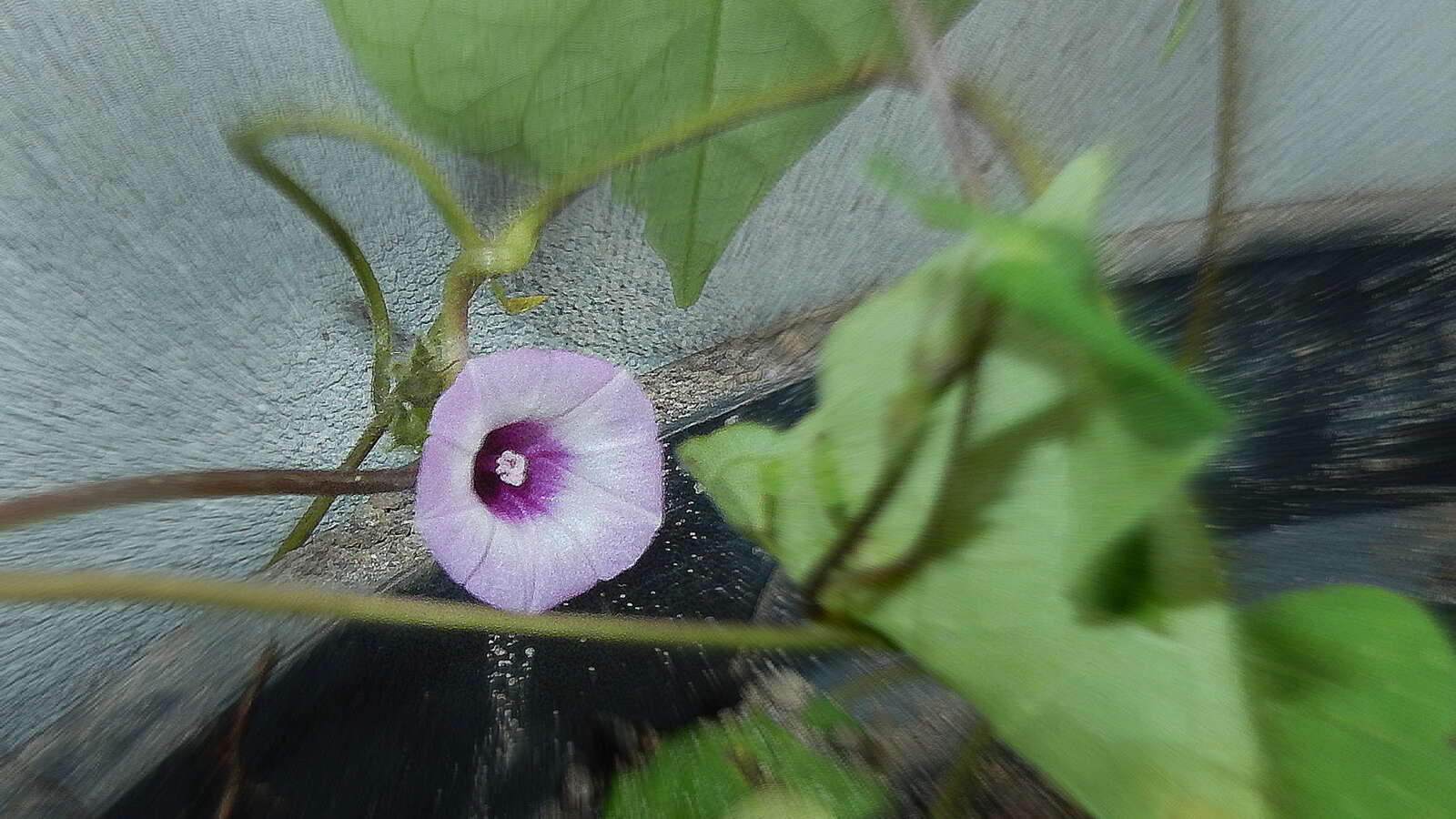 Image of Ipomoea cynanchifolia Meisn.