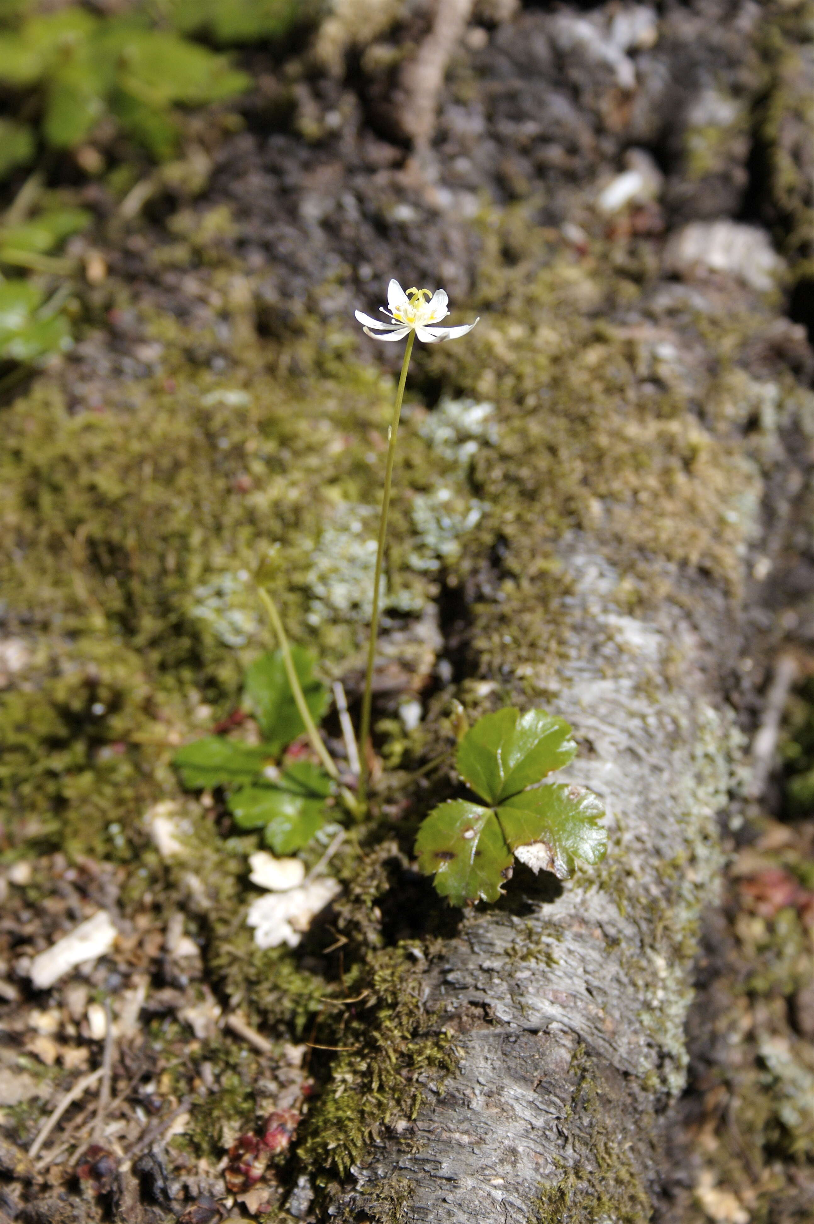 Image of threeleaf goldthread