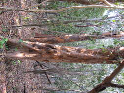 Image of Florida poisontree