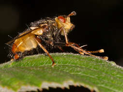 Image de Tachina fera (Linnaeus 1761)