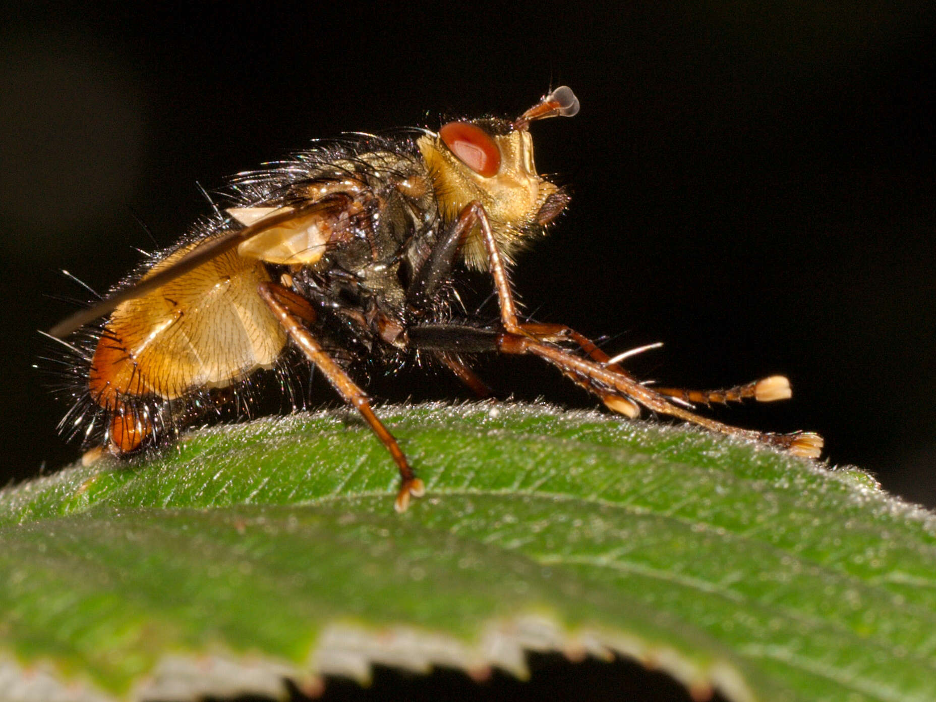 Image de Tachina fera (Linnaeus 1761)