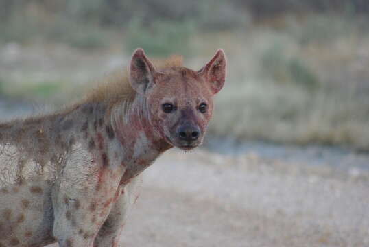 Image of Spotted Hyaenas