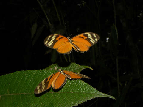 Image of Heliconius