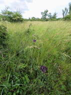 Image of wild garlic