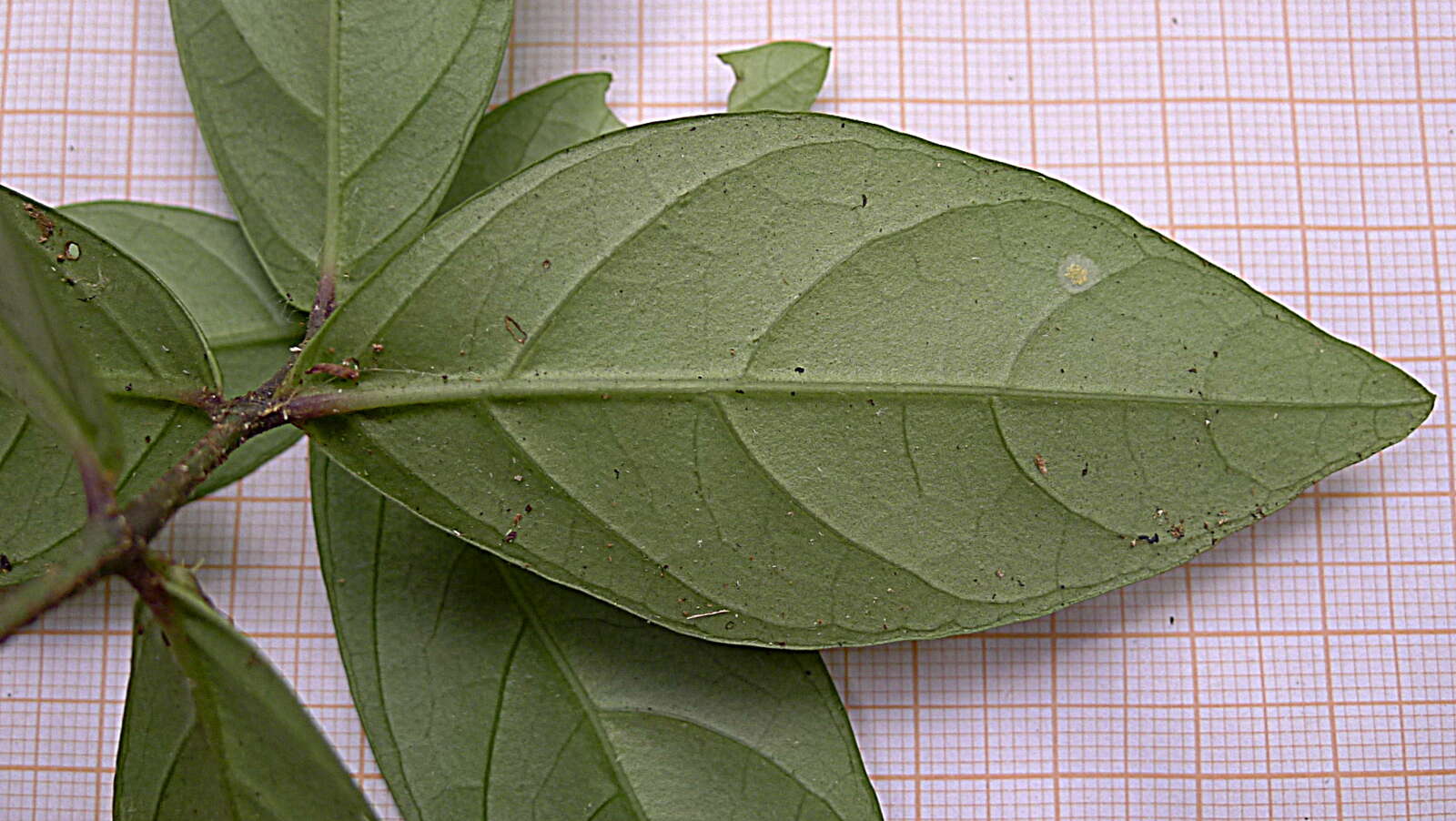 Image of Herpetacanthus