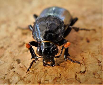 Nicrophorus resmi