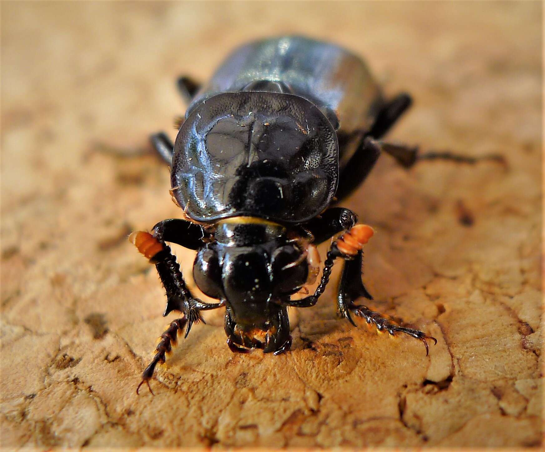 Nicrophorus resmi