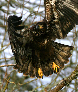 Image of Sea eagles