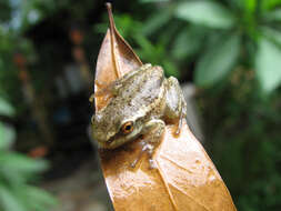 Image of Lophyohylinae Miranda-Ribeiro 1926