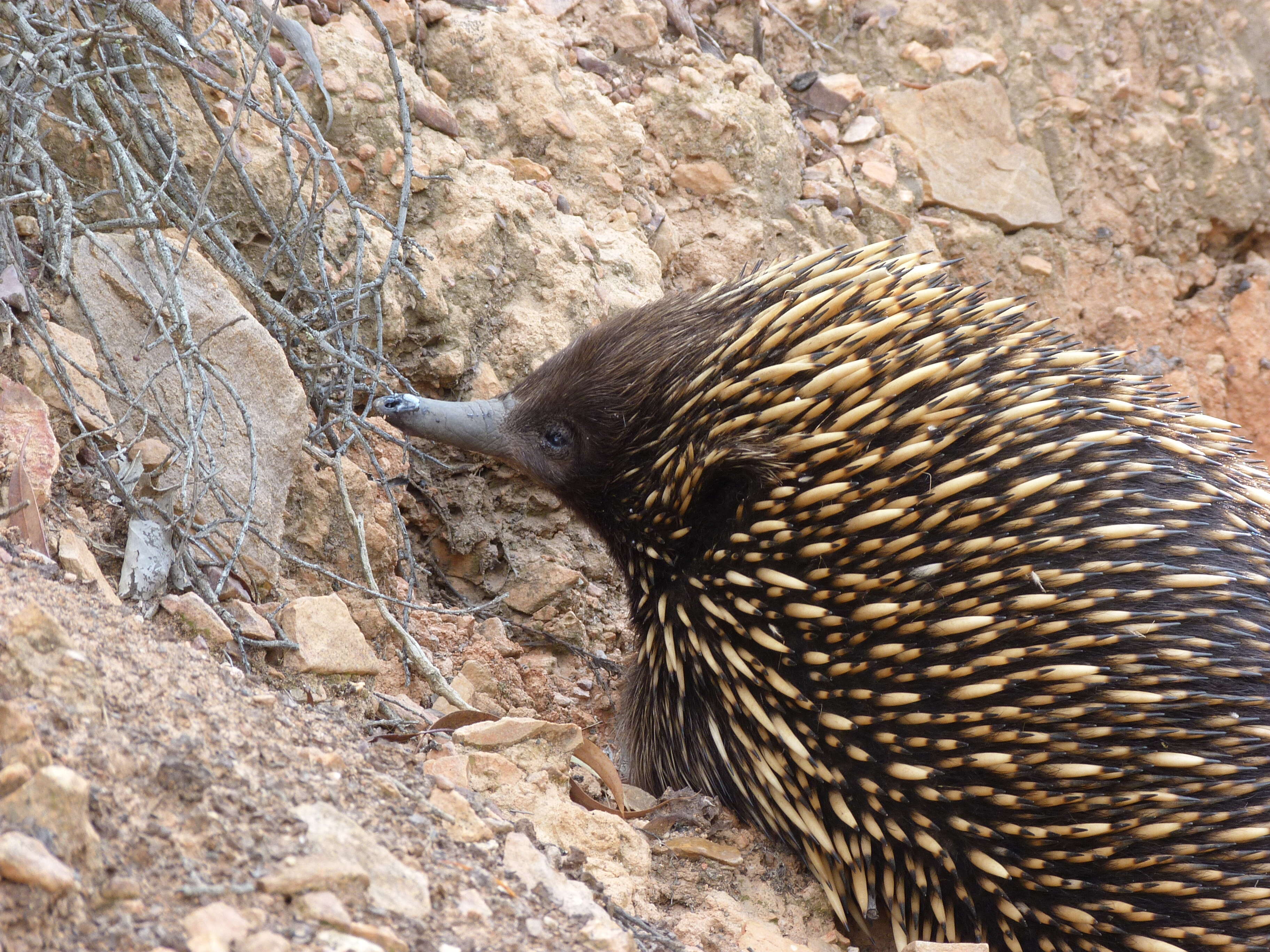 Image of Short-beaked Echidnas