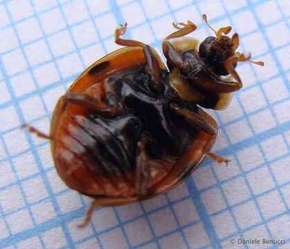 صورة Harmonia axyridis (Pallas 1773)