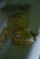 Image of Flat-tail geckos