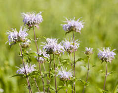 Image of wild bergamot