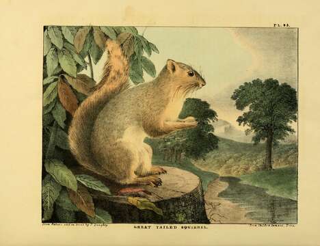 Image of Sciurus subgen. Sciurus Linnaeus 1758