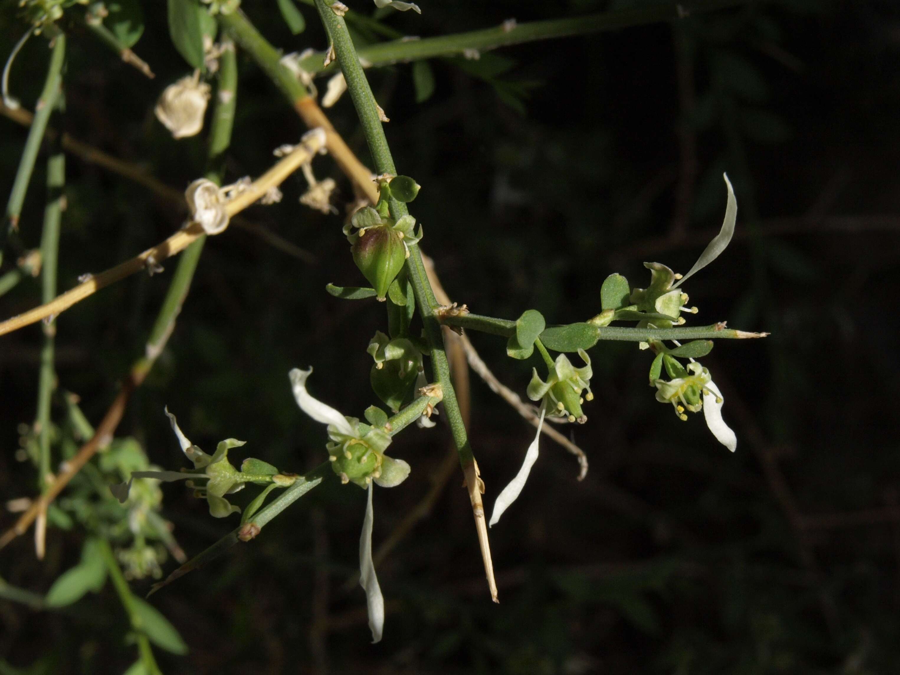 Image de Glossopetalon spinescens var. aridum M. E. Jones