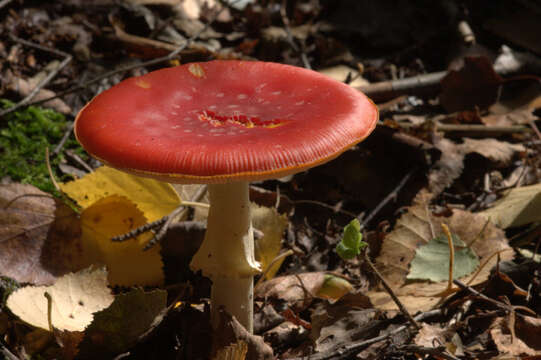 Image of Amanita