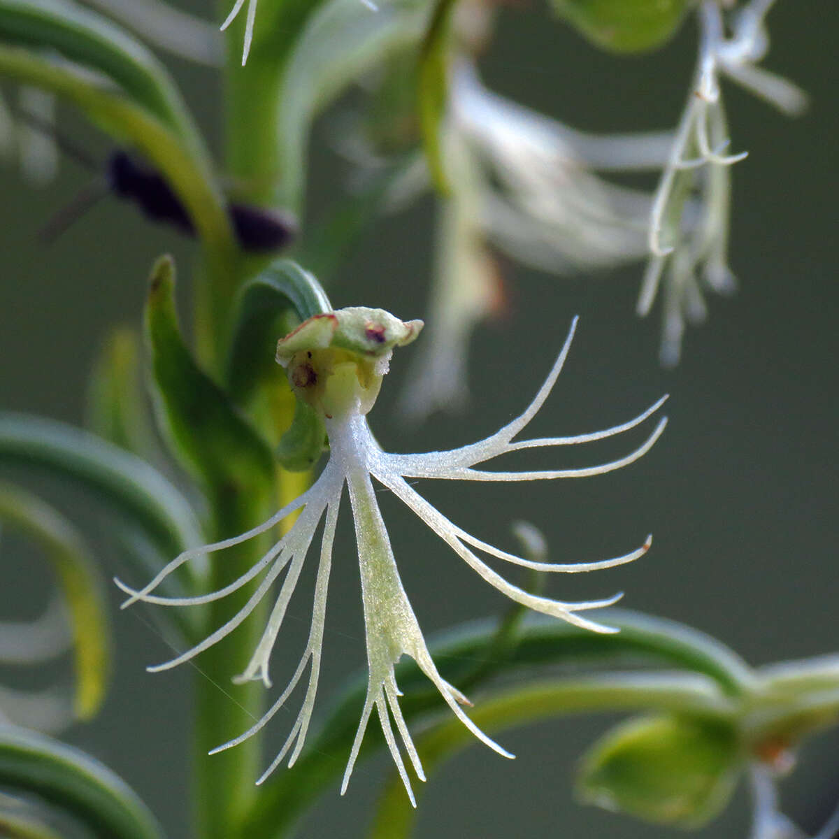 Image of Fringed orchids