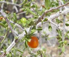 Image of Arizona desert-thorn